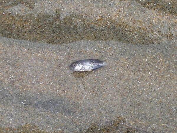 Suicidal fish!!
