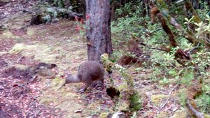 Brown kiwi Brown kiwi