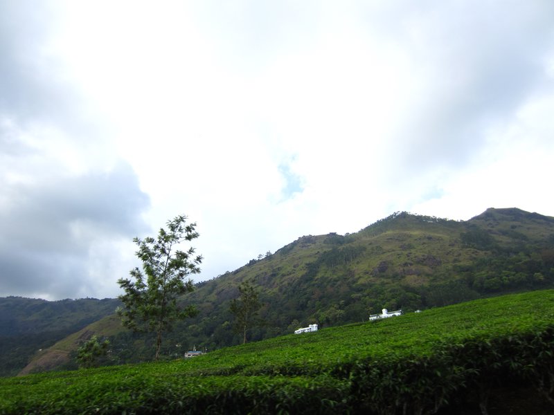 Tea plantations and mountains...