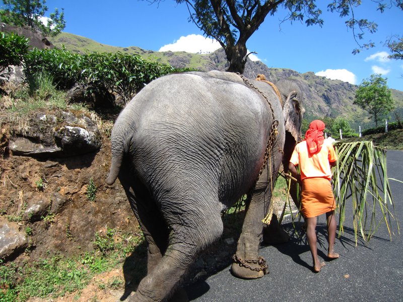 Overtaking an Elephant