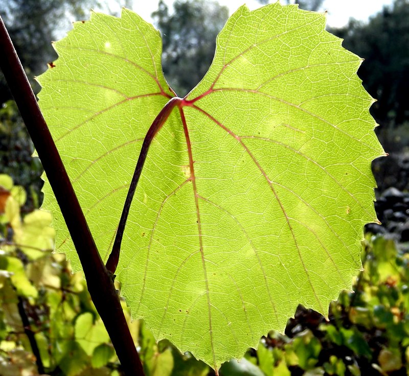 Back-lit grape wild  leaf