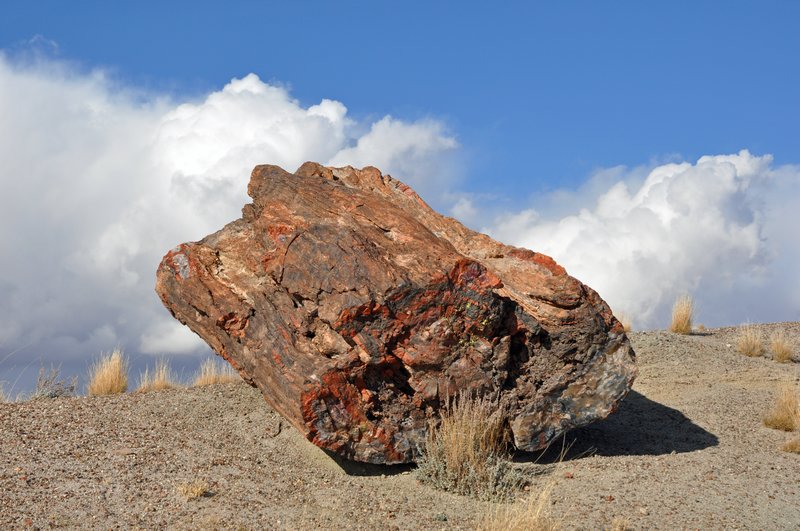 Petrified Forest 3
