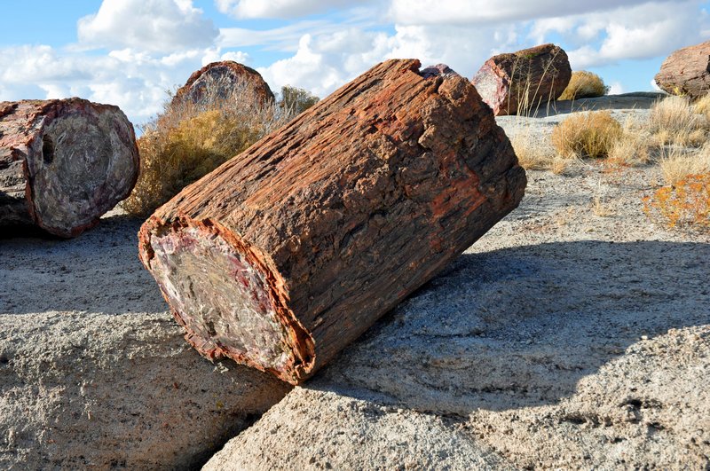 Petrified Forest 4