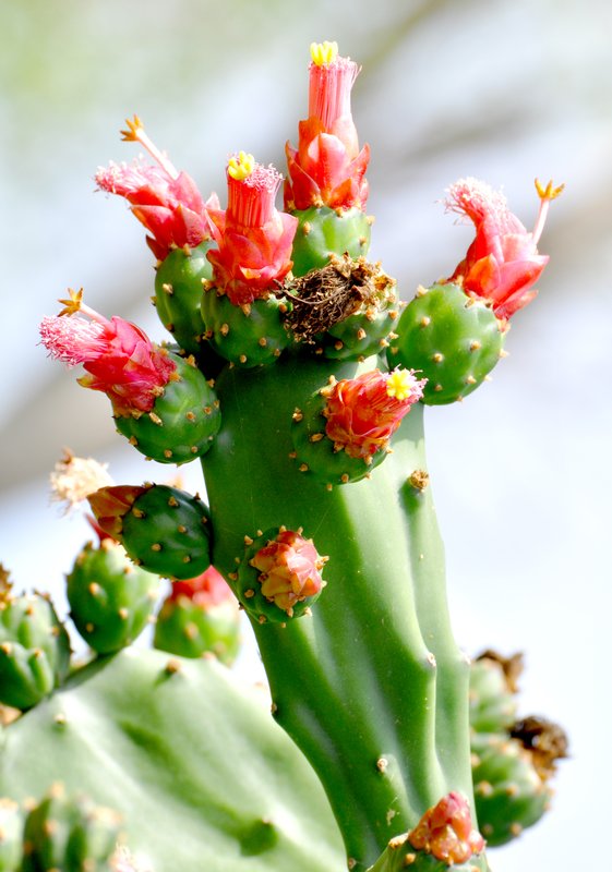 Cactus color