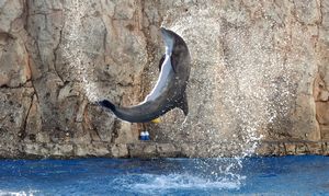 TX State Aquarium dophin