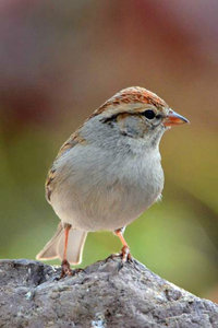 DSC_5403a chipping sparrow-em
