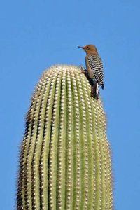 Gila woodpecker-em
