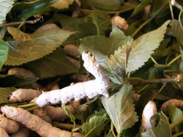 Silkworms Munching Their Way Through Mulberry Leaves Photo