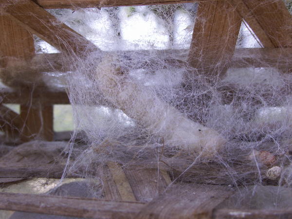 A Silkworm making its cocoon