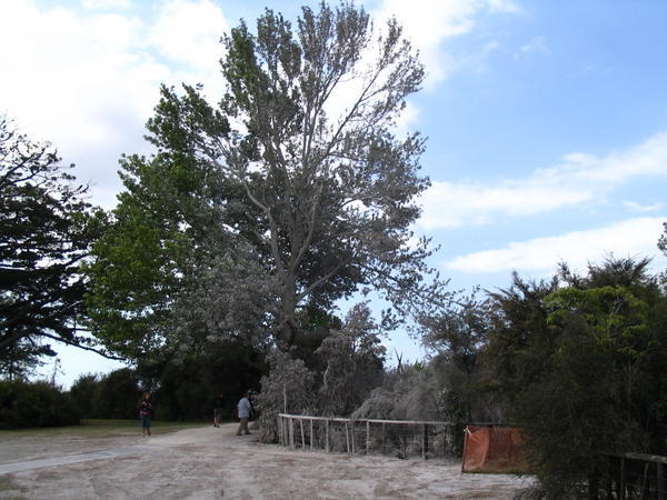 Ash covered trees at one of the many thermal areas in Rotorua.