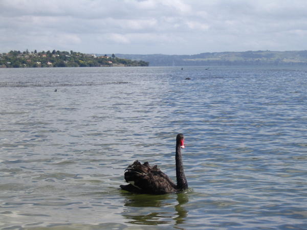 Lake Roturua