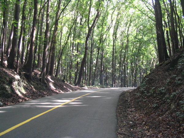 Bohol man-made forest