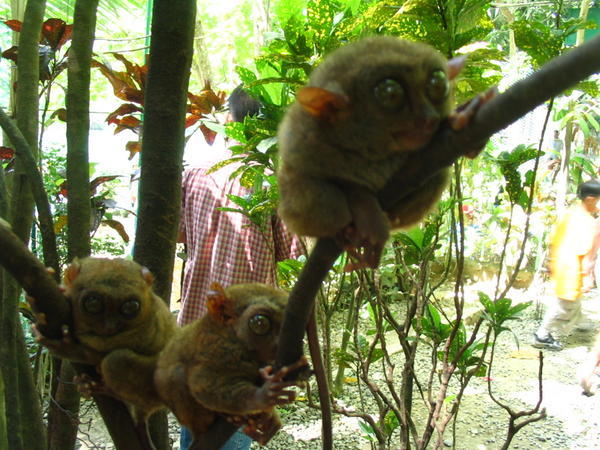 Group of tarsiers