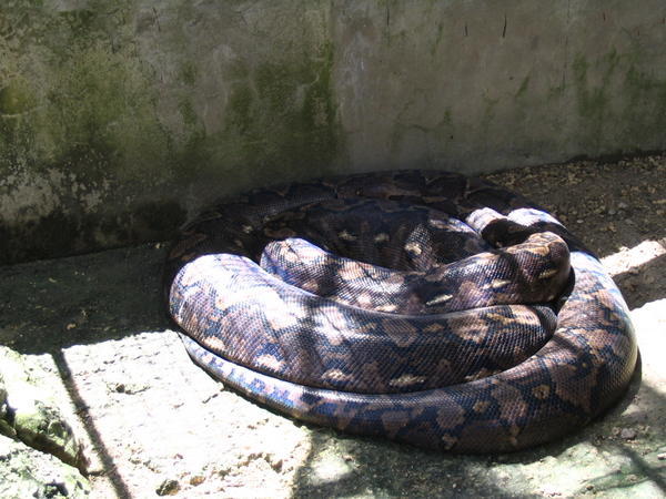 the biggest python in captivity...in Bohol anyway. 