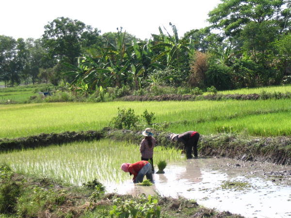 Locals working in the paddy fields
