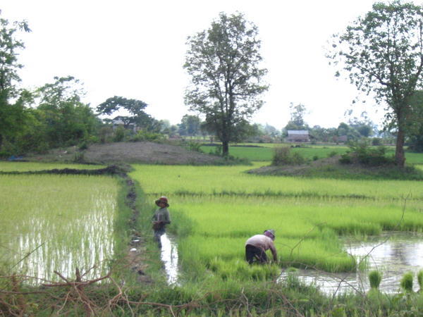 More paddy workers