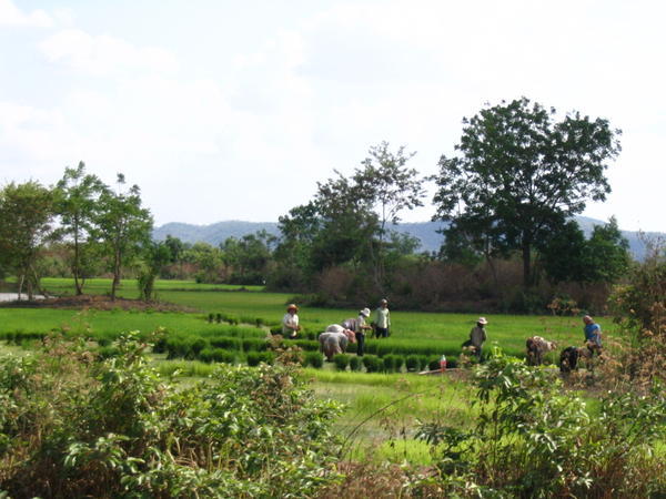 More paddy workers 2