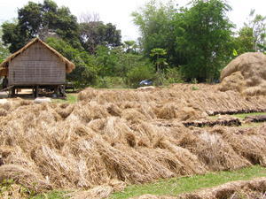 Hay laid where they grow mushrooms apparantly..