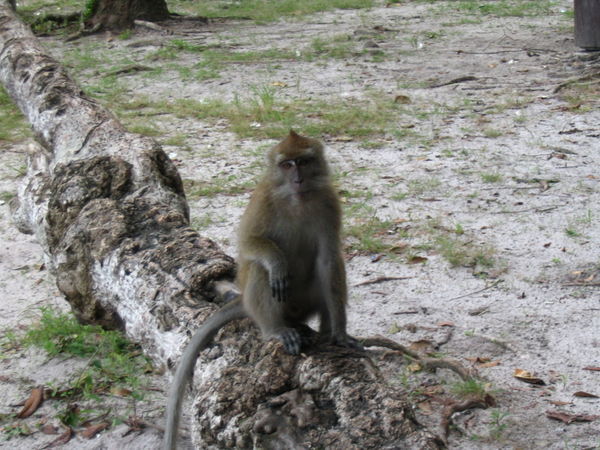 monkey at locals beach