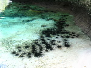 Sea urchins...urghhh!