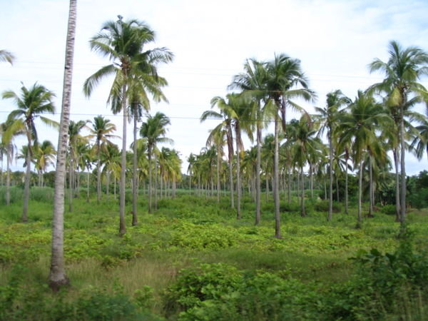 palm trees and sugar plantations as seen from the bus window