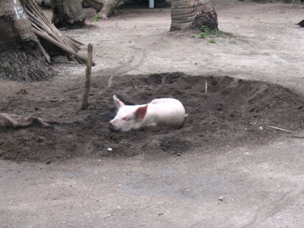 pig in mud!