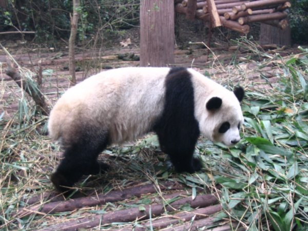 stretching legs during the tough work of eating bamboo