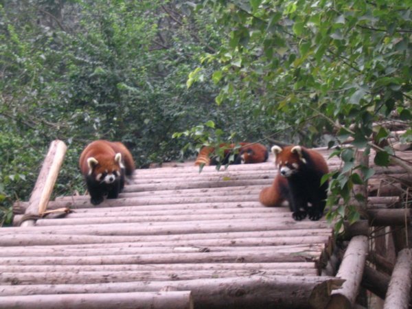 more red pandas