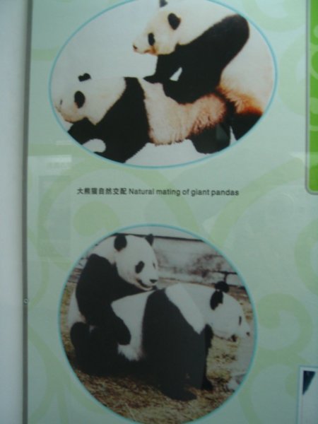 pandas mating...strangely we were fascinated with these pics!