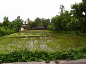 Ubud is famous for rice paddies