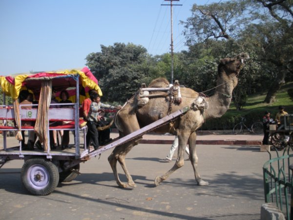 fancy a camel ride?!