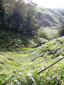valley of tea