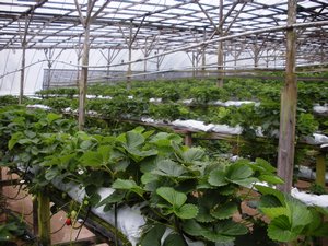greenhouse growing strawberries
