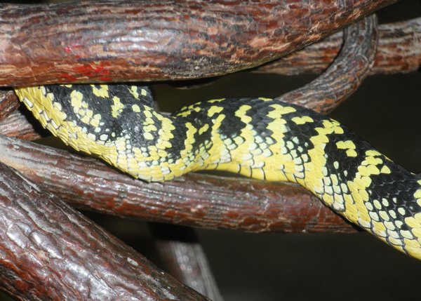 close up of a pit viper