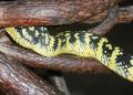 close up of a pit viper
