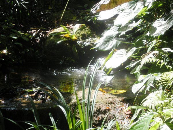 Pond at Tropical Spice Garden