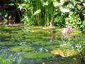 Lily pond at the Tropical Spice Garden