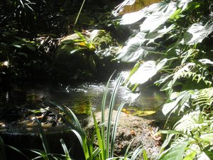 Pond at Tropical Spice Garden