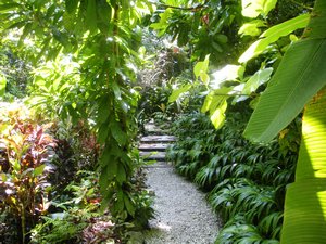 Trail in the Tropical Spice Garden