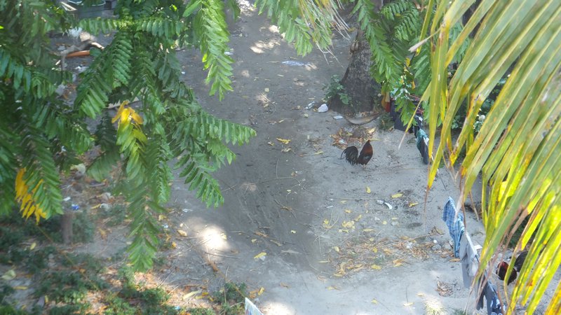 Bloody roosters...there were 6 of these buggars