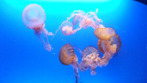 Amazing jellyfish exhibition