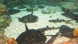 Sharks and rays in the Aquarium