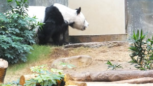 Jia Jia, the female panda