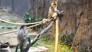 A pair of rare golden monkeys