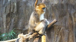 Golden monkey