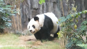 An An, the male panda