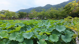 Lily pond at Tenryu-ji