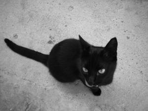 The black cat who ate the white cat