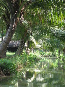 beautiful backwaters