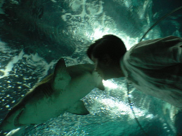 shark tunnel in shanghai's awesome aquarium